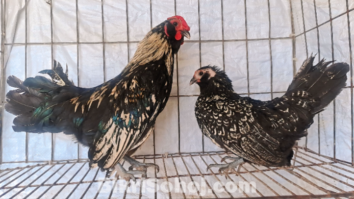 মুরগী বিক্রি করা হবে।